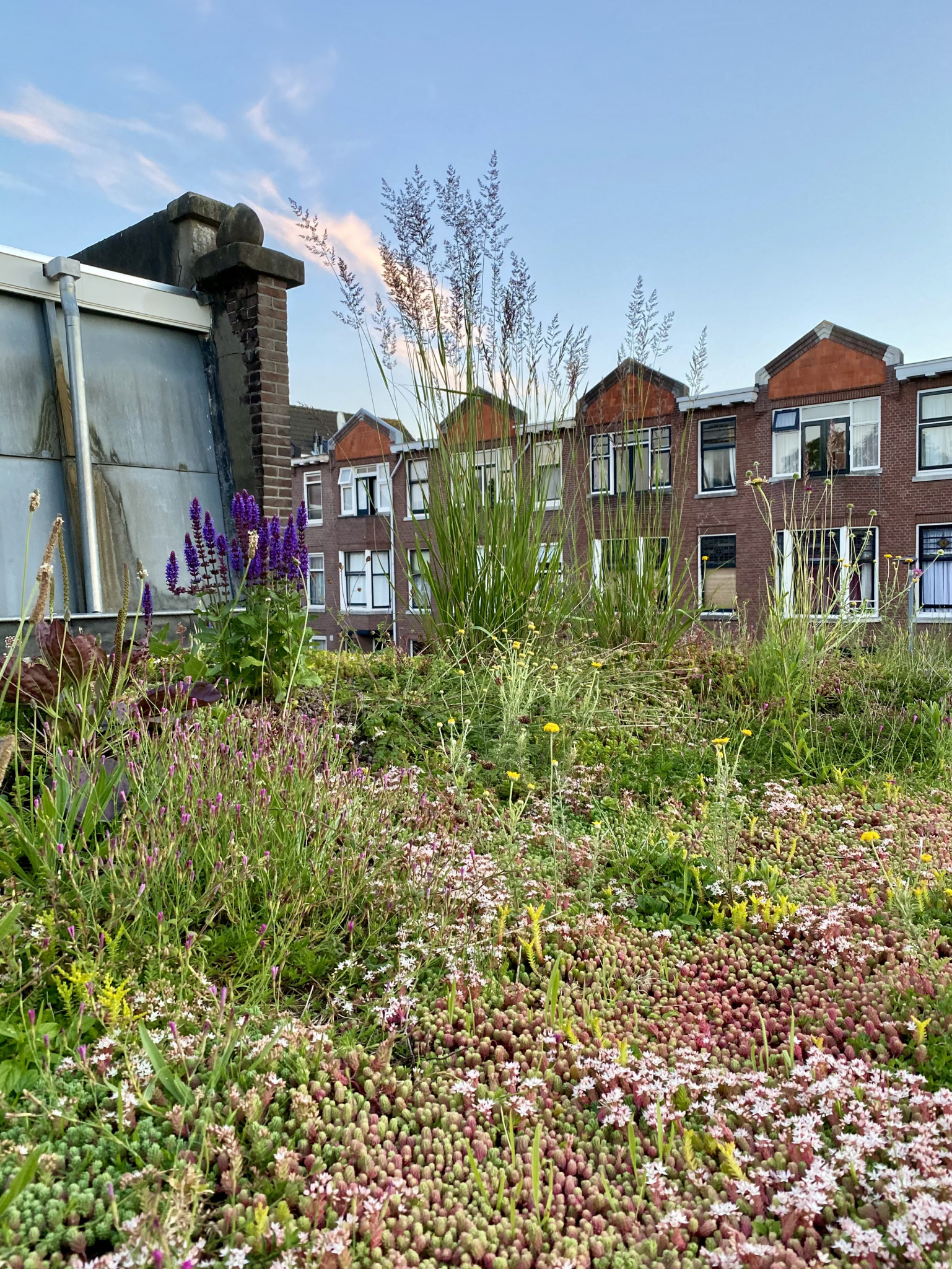 De Ontwerpwerkplaats, Gijs Niemeijer, Floor van Ditzhuyzen, Daktuin Rotterdam, ontwerp groen dak, ontwerp dakterras, biodivers dak, ontwerp daktuin, , 