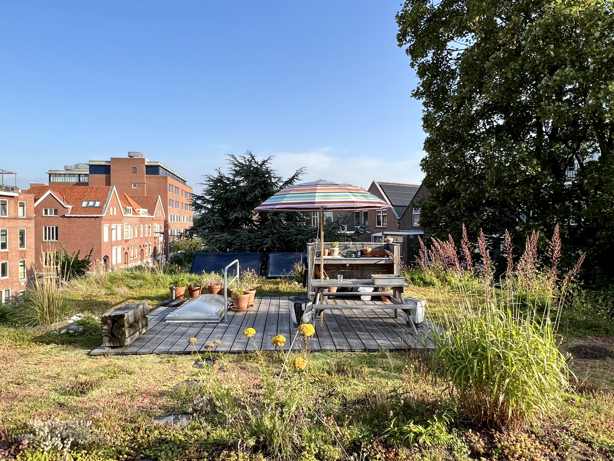 De Ontwerpwerkplaats, Gijs Niemeijer, Floor van Ditzhuyzen, Daktuin Rotterdam, ontwerp groen dak, ontwerp dakterras, biodivers dak, ontwerp daktuin, , 